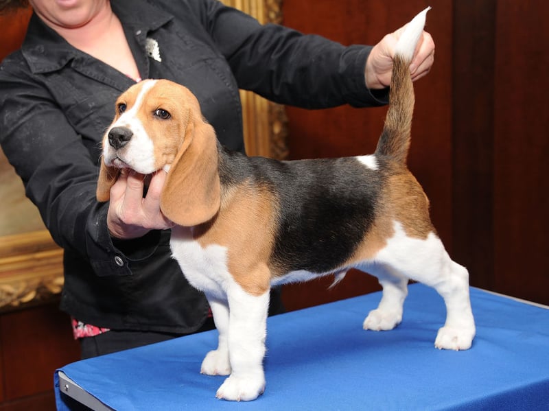 For most of their history, the Beagle has mainly been kept as a hunting dog. Their excitable and alert nature, habit of barking at any stimulus and love of running in packs can cause issues in a sedate family home.