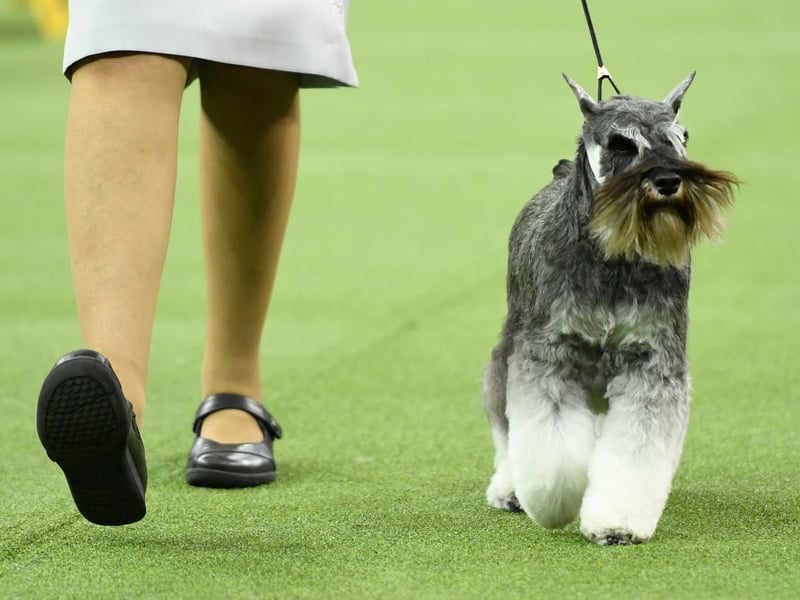 The Miniature Schnauzer needs lots of play to keep them happy and will join in with everybody's games at the park - whether they are welcome or not. They are also very territorial, potentially creating a ruckus if a stranger so much as looks at their house. Plenty of exercise is the best way to keep them calm.