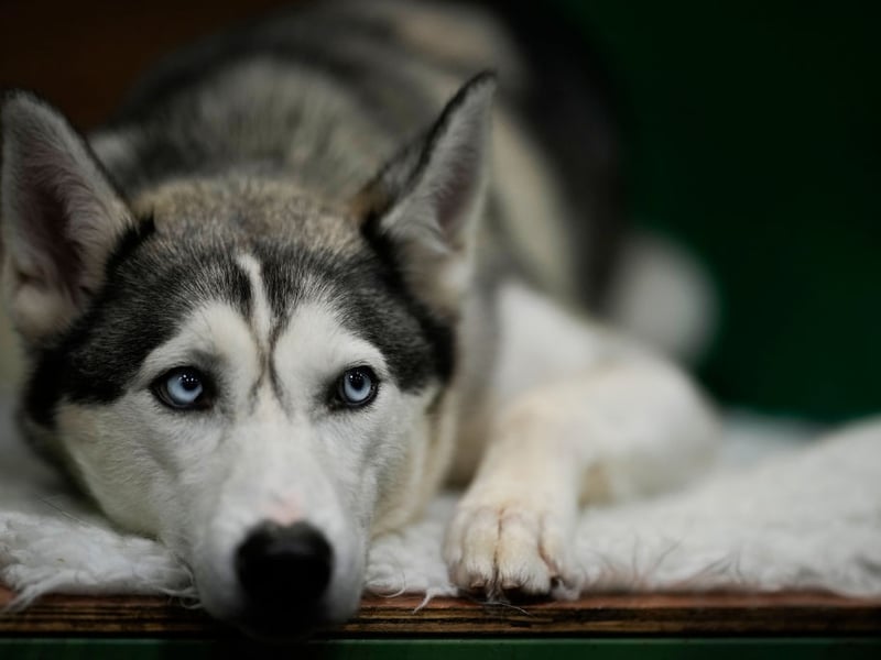The Siberian Husky is a dog that can be relatively calm if they get plenty of exercise. If they don't get enough physical stimulation though they are prone to destructive behaviour, or even running away.