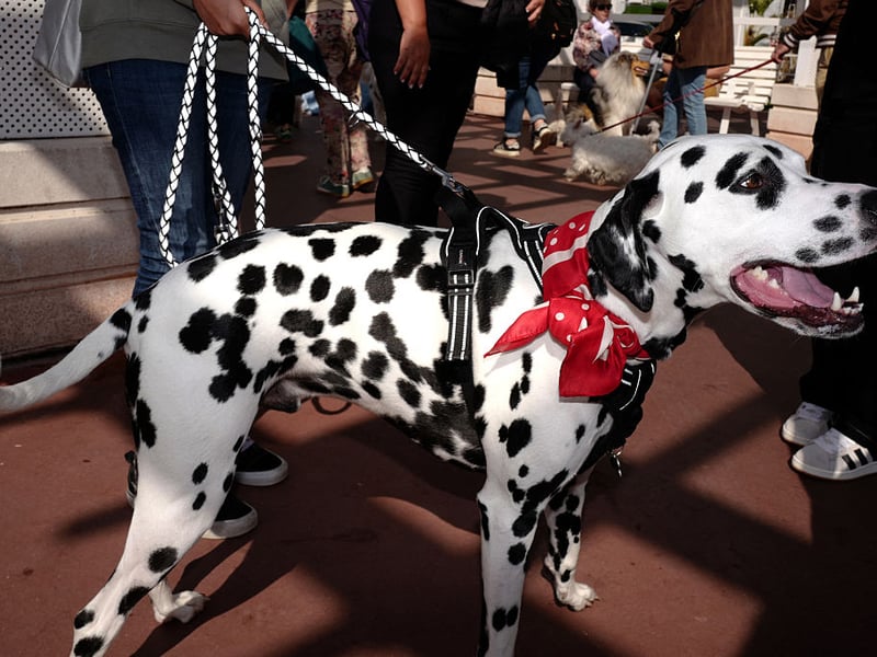 Athletic, spirited, and playful, Dalmatians possess impressive endurance and enthusiasm. They need regular vigorous exercise and mental engagement, as pent-up energy can translate into jumping, mischief, and boisterous behaviour.