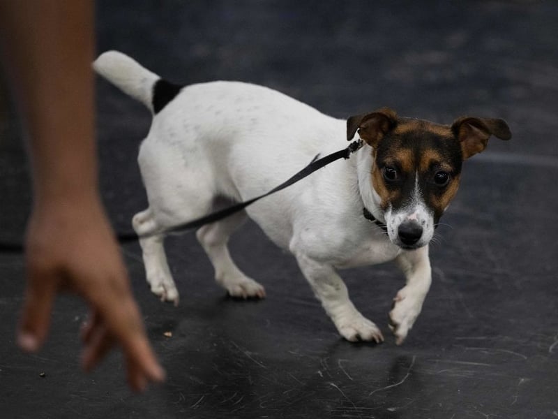 The last of the terriers on our list, the tiny Jack Russell is a contender for the most energy per pound of pup. If they don't get anough exercise then that energy has to go somewhere - mainly barking and jumping around for the slightest tiny reason.