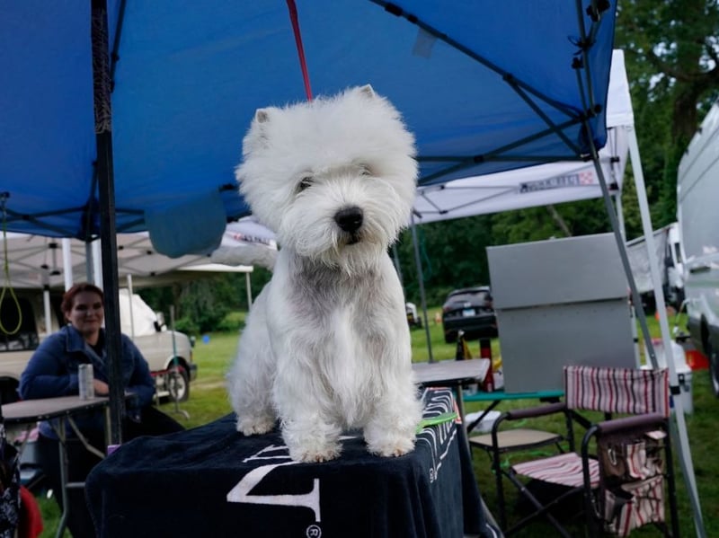 West Highland Terriers are at their most excitable when they are young and, while some grow out of it, many don't. All Westies need plenty of walks and games to keep them healthy and happy.