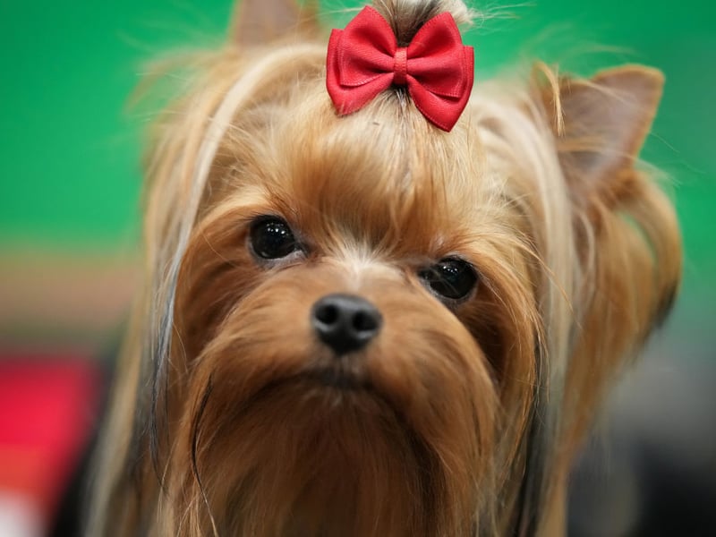 The Yorkshire Terrier is a very popular dog breed that loves to run around, jump up and vocally express their feelings (often repeatedly). They are loving and entertaining pets but do like to make their own fun if nobody else is providing it.