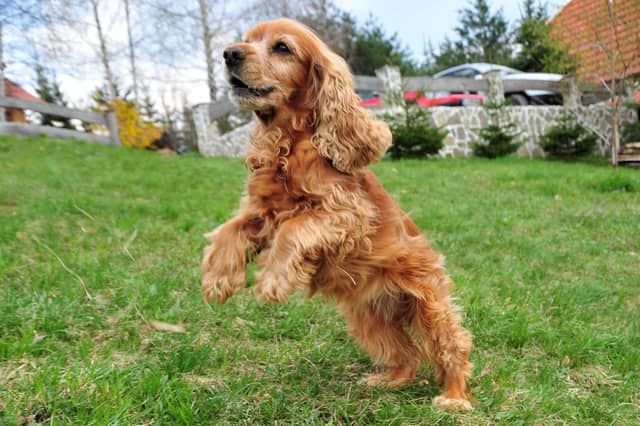 Some breeds of dog are more excitable than others.