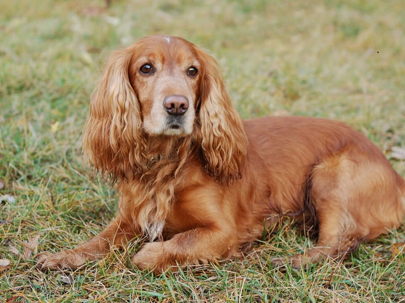 Cheerful, affectionate, and energetic, Cocker Spaniels often become extremely excited around people, walks, and interesting scents (that often means: all scents).