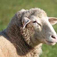 Sheep sale at Markethill