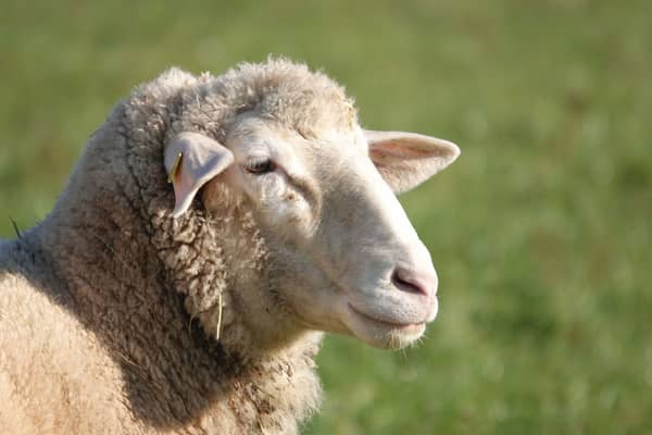 Sheep sale in Markethill.