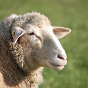 Sheep sale in Markethill.