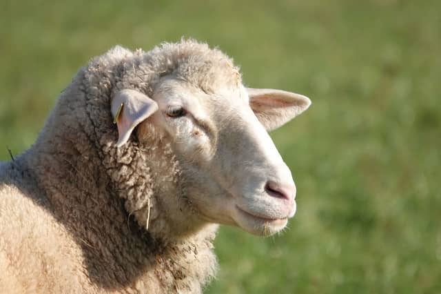 Sheep sale in Markethill.