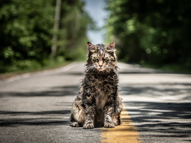 The second film adaptation of Stephen King’s novel Pet Sematary was released in 2019 and is available to stream now. The supernatural horror was directed by Kevin Kölsch and Dennis Widmyer and follows Dr Louis Creed who relocates his family and pet cat, Church, from Boston, Massachusetts to a small town in Maine. Following an accident which kills their beloved pet, they bury Church in a nearby cemetery, which unleashes a terrifying storm of events. Pet Sematary stars Jason Clarke, Amy Seimetz and John Lithgow. 
