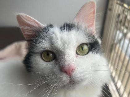 Molly
Breed: Domestic Shorthair crossbreed
Colour: White/black
Age: 6 Years (approx)