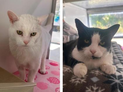 Jake and Jemima
Breed: Domestic Shorthair crossbreed
Colour: White, Black/white
Age: 14 Years (approx)