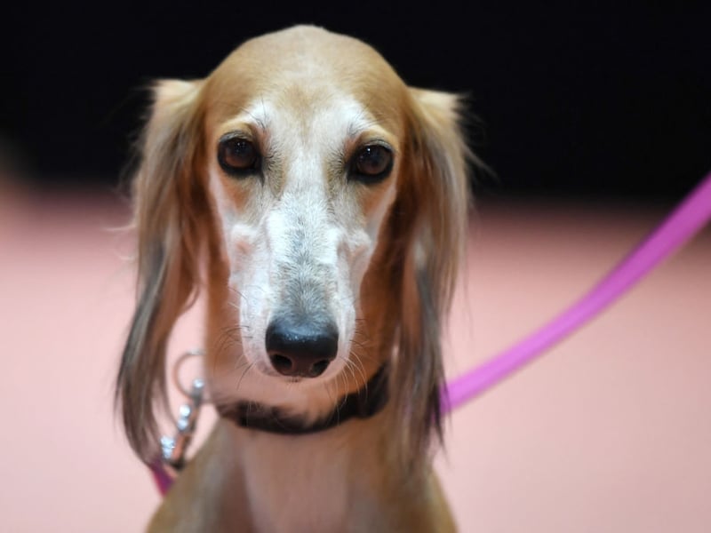 Salukis will make you work hard to earn their trust and tend to be shy of showing affection. Show them gentle affection in a quiet home and they will eventually welcome close contact, but these dogs will never race into the arms of somebody they don't know incredibly well. 