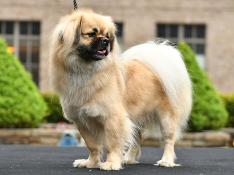 Tibetan Spaniels can be reserved with people they don't know, in stark contrast to their strong attachment to family. Their watchful nature sometimes makes them cautious in unfamiliar surroundings, but gentle introductions and respectful handling can encourage greater confidence.