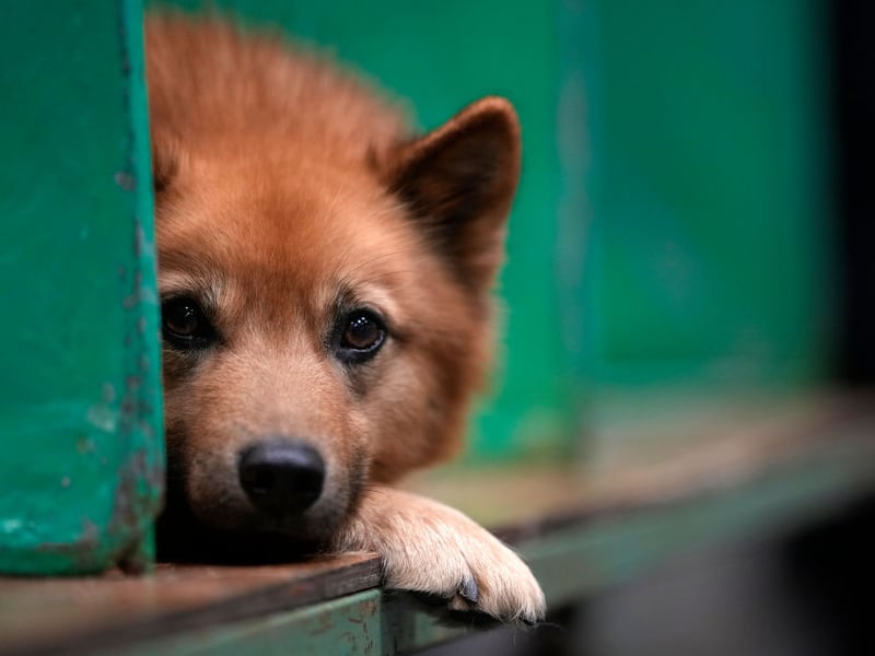 You'll know if a Finnish Spitz is feeling nervous of people or its environment because they'll tell you - they are a very vocal breed. Best to let them investigate new experiences at their own pace without any pressure. They'll get there in the end.