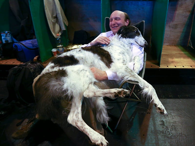 Borzois are elegant dogs who can see strangers as a danger and noise as something to be avoided. They demand to be treated with respect and need regular quiet time so as not to become overwhelmed.
