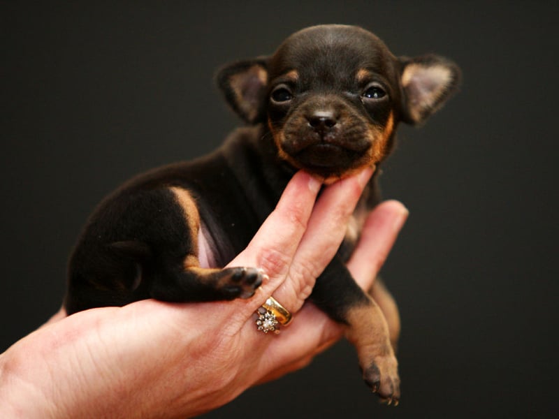 Small dogs, with big personalities, the Chihuahua can be wary of strangers, unfamiliar dogs, sudden movements, and pretty much anything else you can list. Early socialisation is essential as that nervousness can turn into aggression.