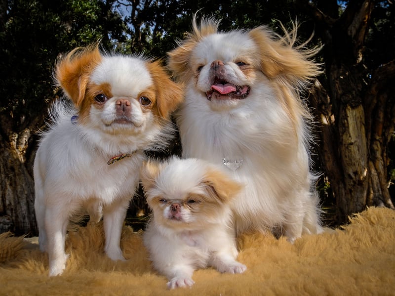 Japanese Chins are affectionate companion dogs that may be quiet and reserved with unfamiliar visitors. The key with this breed is to not approach them, but rather allow them time to make the first move voluntarily.