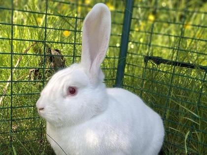 Stanley
Breed: Crossbreed
Colour: Albino
Age: 6-12 Months