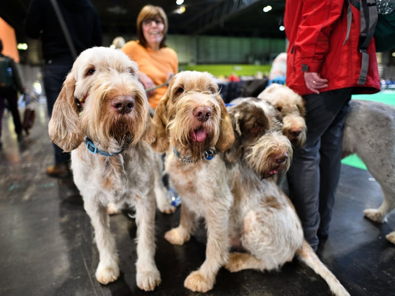 Spinoni are quiet and thoughtful canines who are reserved and shy. Sensitive and gradual introductions are needed to help them get used to new people and pets. 