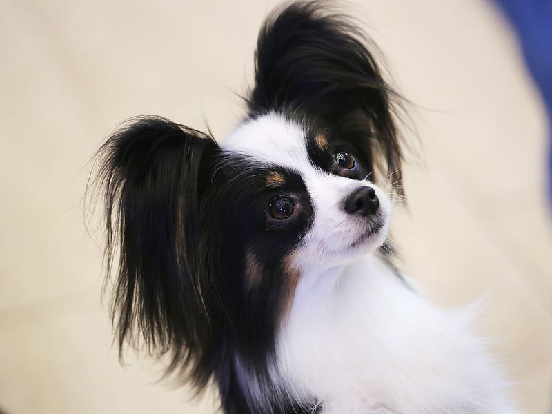 Familiarity is the Papillon's happy setting, with unfamiliar people and situations often causing stress. Patient training can bring them out of their shell, but it's not a breed that will ever take everything in their stride in a happy-go-lucky manner.