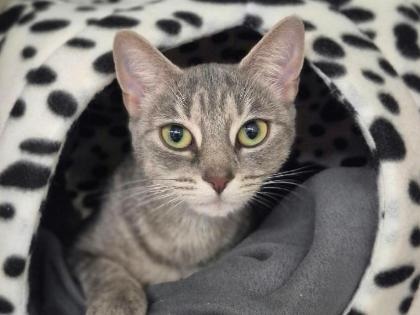 Rosie
Breed: Domestic Shorthair crossbreed
Colour: Grey tabby
Age: Unknown