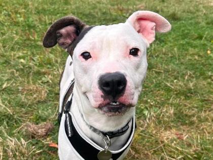 Peter
Breed: Staffordshire Bull Terrier
Colour: White/black
Age: 6-12 Months