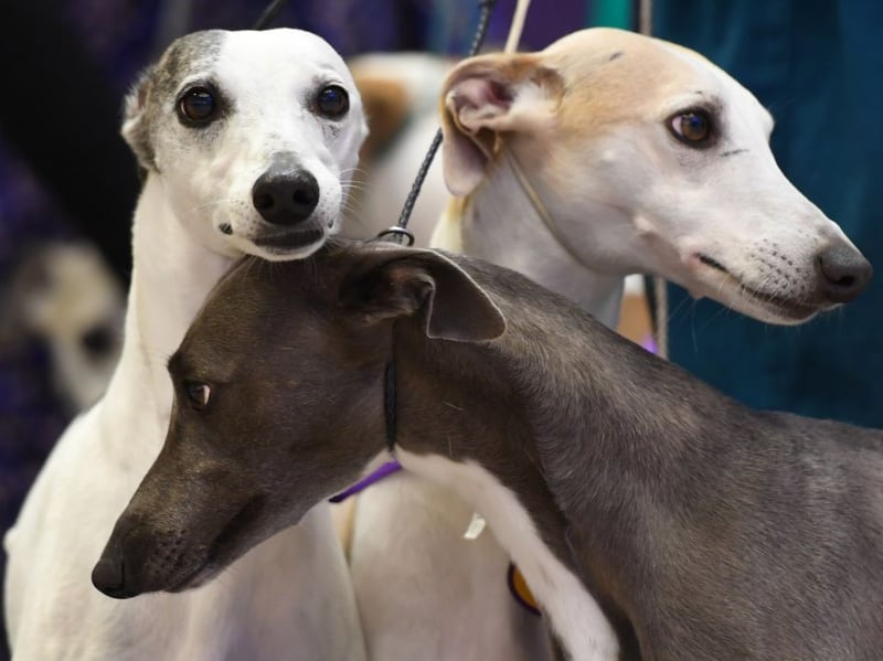 Whippets are gentle dogs that aren't fans of loud noises or chaotic homes. They tend to be initially reserved with strangers, saving all their love for trusted family members.