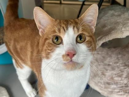Sullivan
Breed: Domestic Shorthair crossbreed
Colour: Ginger/white
Age: Unknown