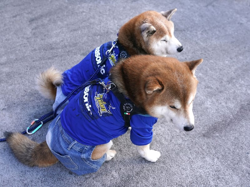 The Shiba Inu is a strange mix. They are one of the most independent breeds of dog, but that doesn't translate into confidence. They value their personal space and are naturally reserved. This can be interpreted as being aloof, shy, or a little bit of both.