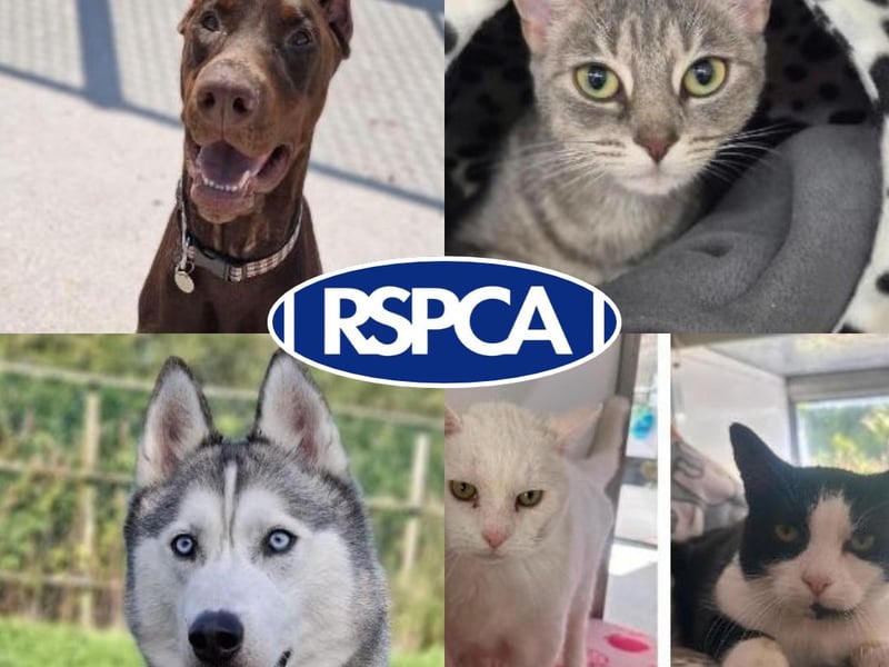 Pets looking for their forever homes in Blackpool