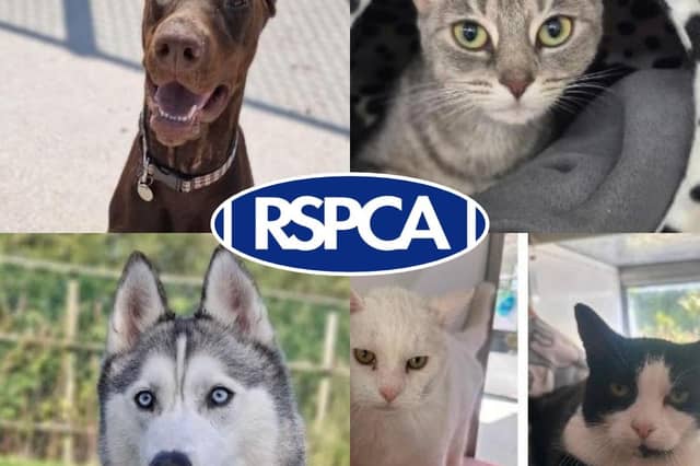 Pets looking for their forever homes in Blackpool