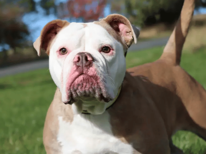 Doris is happy girl who will thrive with adopters who are fans of the breed. She can be very excited when it comes to making friends but also has a sensitive side when it comes to more formal handling. For this she’ll need to build up positive associations to feel more comfortable with it.