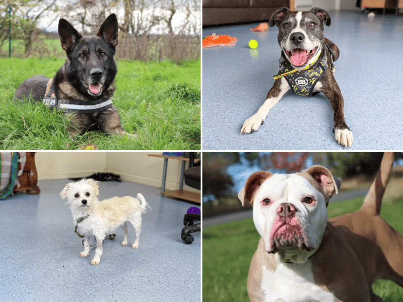 All these dogs are searching for their forever homes.