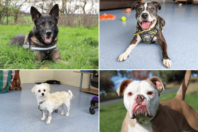 All these dogs are searching for their forever homes.