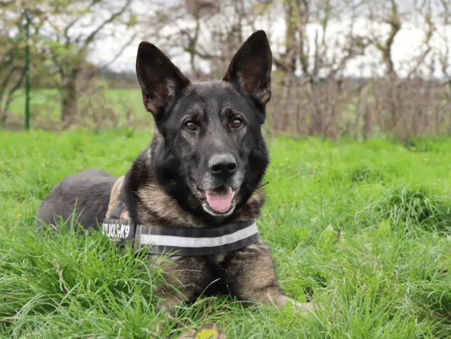 Guy is ready to find his forever family and home! He’ll thrive with adopters who are ready to embrace all the Shepherdy ways, continue training and be up for plenty of fun! A home with older teens, no other pets and a quiet environment will suit Guy best.