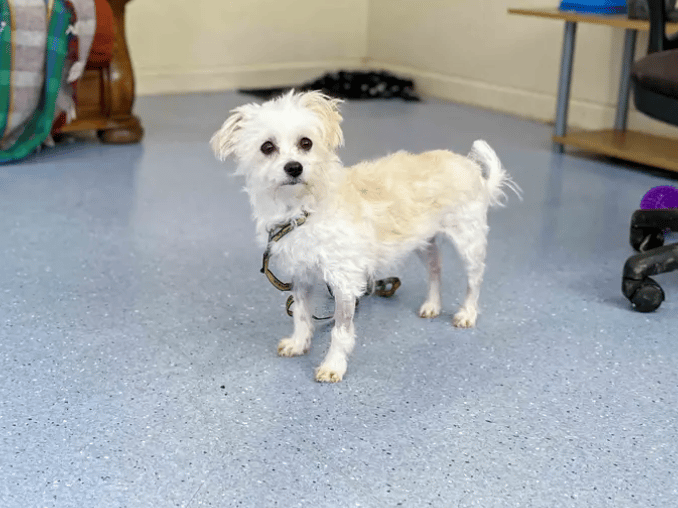 Cookie is looking for a quiet, adult-only home with patient adopters who will give her time to build trust. Her new family will need to meet her several times before adoption, allowing her time to get to know you. A secure garden is essential, as Cookie is still learning to feel comfortable wearing a collar, harness and lead.