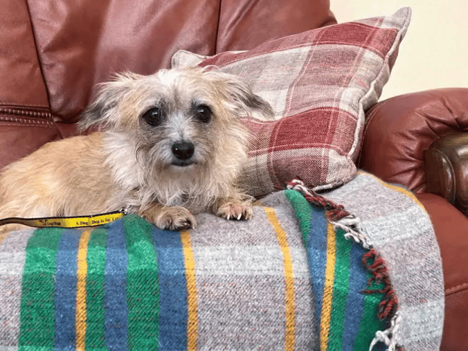 Rolo is looking for a quiet home with patient adopters who will allow her to settle and build trust at her own pace. She could live with calm, understanding older teenagers, but would prefer a home without lots of visitors or people regularly coming and going.