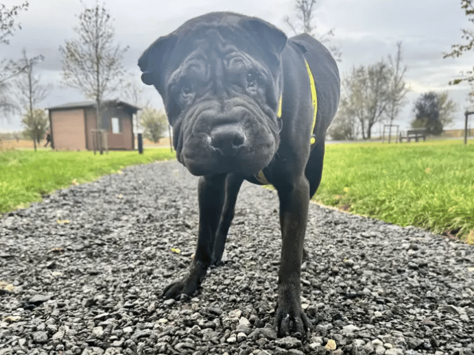 Hugo is a lovely boy looking for a family who enjoy a playful dog. Adopters familiar with Shar Peis would be ideal, and he could live with teenagers. He has mixed nicely with other dogs and could share his home with a suitable canine companion.