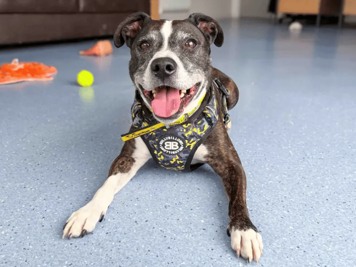Older gent Marley is a fan of the laid-back lifestyle as well as having moments of giddiness. He can’t wait to enjoy the home luxuries in a calm set up. Marley has previously been housetrained, and alone time can be introduced once he’s found his paws. Marley adores company but also enjoys his own space especially when tucking into a tasty treat.