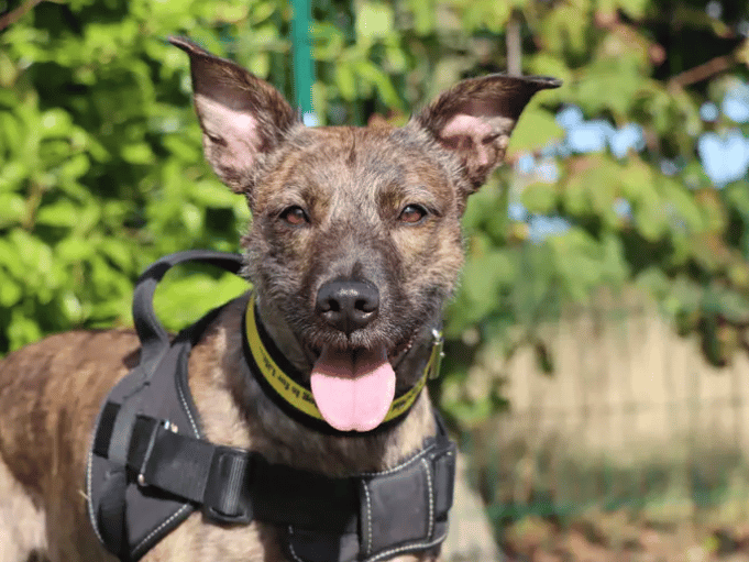 Beautiful Elle is looking to join a family where she can have plenty of company. She absolutely adores spending time with and has yet to learn that it is ok to spend some alone time. This will be a gradual process of introducing her to this and building it up. A calmer home environment with secondary school aged kids would be best suited for Elle.