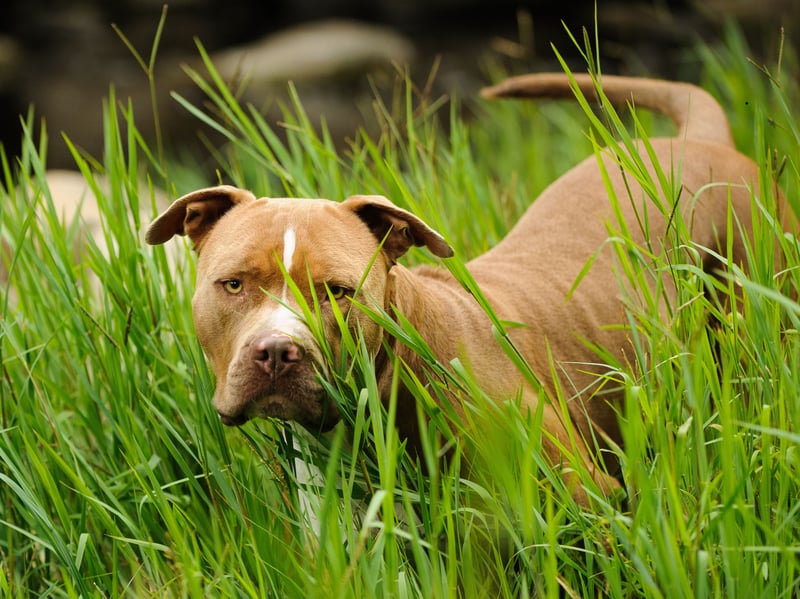 Now banned in the UK due to their perceived high levels of aggression, the American Pit Bull was bred from dogs that arrived in the USA from Britain in the late 19th century which were created from a mix of Old English Terriers and Old English Bulldogs.