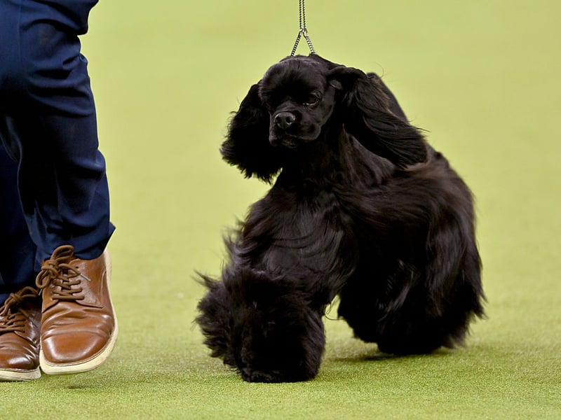 Similar to the English Cocker Spaniel, with whom it shares its bloodline, the American Cocker Spaniel is a breed of sporting dog. The first Spaniels came to the USA on the Mayflower in 1620 and selective breeding since then has created a dog with smaller ears, a shorter muzzle, and a more dome-shaped head than their English cousins.