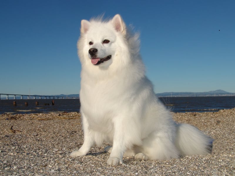 The American Eskimo Dog was developed in the States from European spitz-type dogs. These intelligent, white-coated four-legged companions excel at learning tricks. Despite its name, it has no direct Eskimo ancestry. It another breed not (yet) recognised by the Royal Kennel Club.