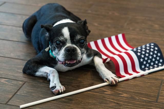 As the name would suggest, the Boston Terrier is an all-American dog.