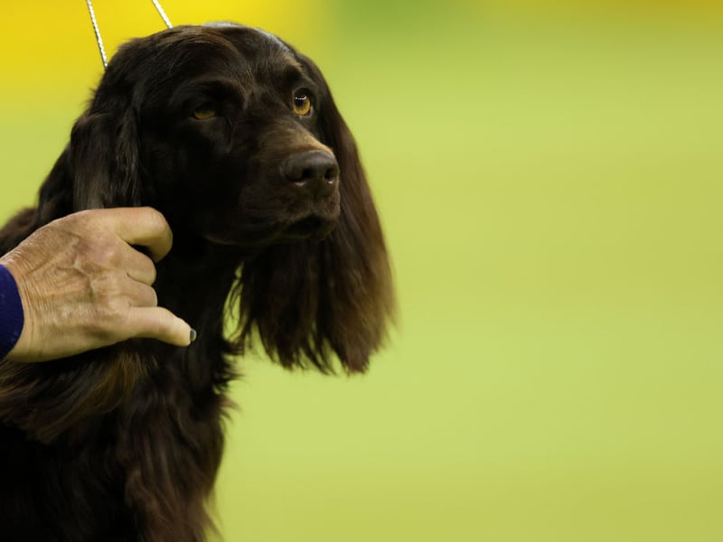 As yet not recognised by the UK Kennel Club, the Boykin Spaniel was developed for hunting wild turkeys and ducks in the Wateree River Swamp of South Carolina in the early 20th century. It is the state dog of South Carolina.