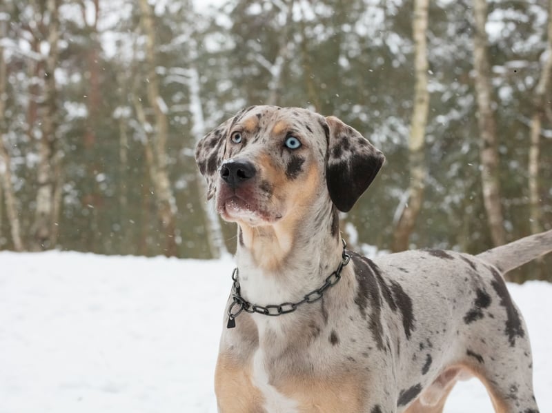 Developed in Louisiana, the worderfully-named Catahoula Leopard Dog is a striking working breed  renowned for its varied coat patterns and icy blue eyes. It has traditionally been used to hunt wild hogs. It is not recognised as an established pedigree breed by the Royal Kennel Club, but is included on their Import Register. 