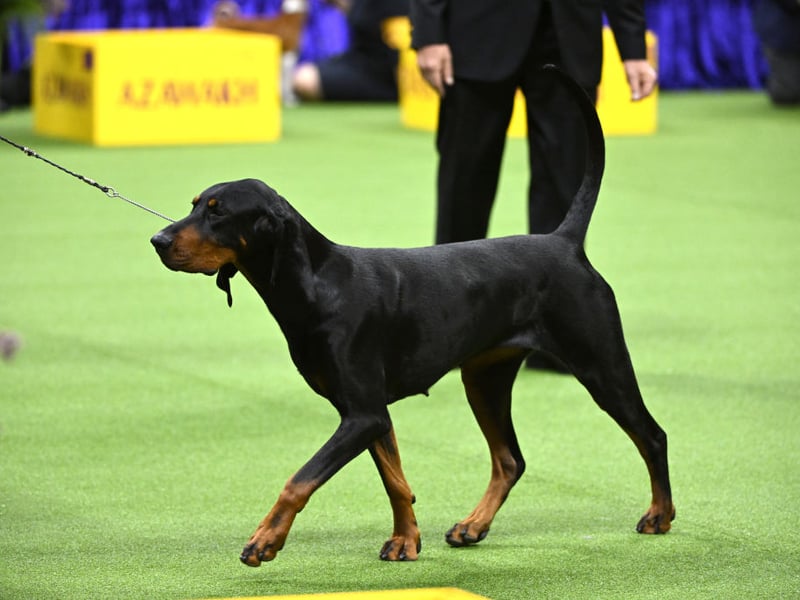 Bred in its native America to hunt racoons, the Black and Tan Coonhound can trace its heritage back to the Talbot Hound that was a common in 11th century England. It is one of six breeds of Coonhound recognised by the American Kennel Club - but the only one recognised by the UK Kennel Club.
