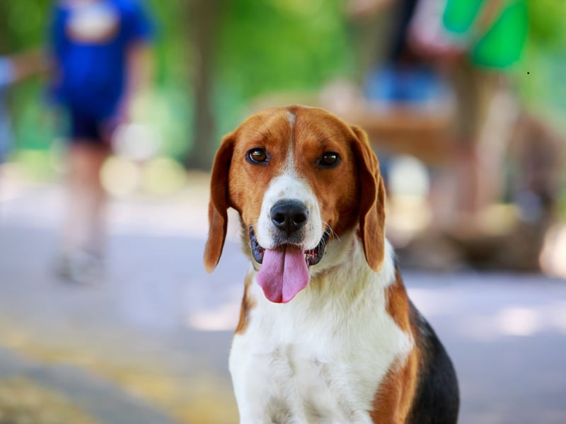 Another type of dog not recognised as a distinct breed by the UK Kennel Club is the American Fox Hound. They were created by President George Washington and used to hunt foxes.