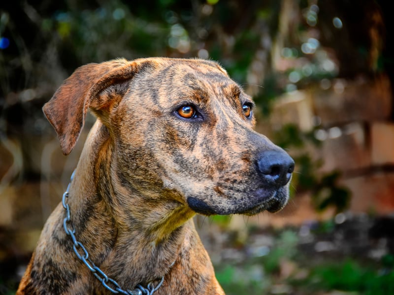 Developed in North Carolina from German hunting dogs brought by Johannes Plott’s family, the Plott Hound is a determined scent hound that is famous for fearlessly tracking bears and other large game. It was recognised by the American Kennel Club in 2006 but has yet to make its way over the Atlantic.